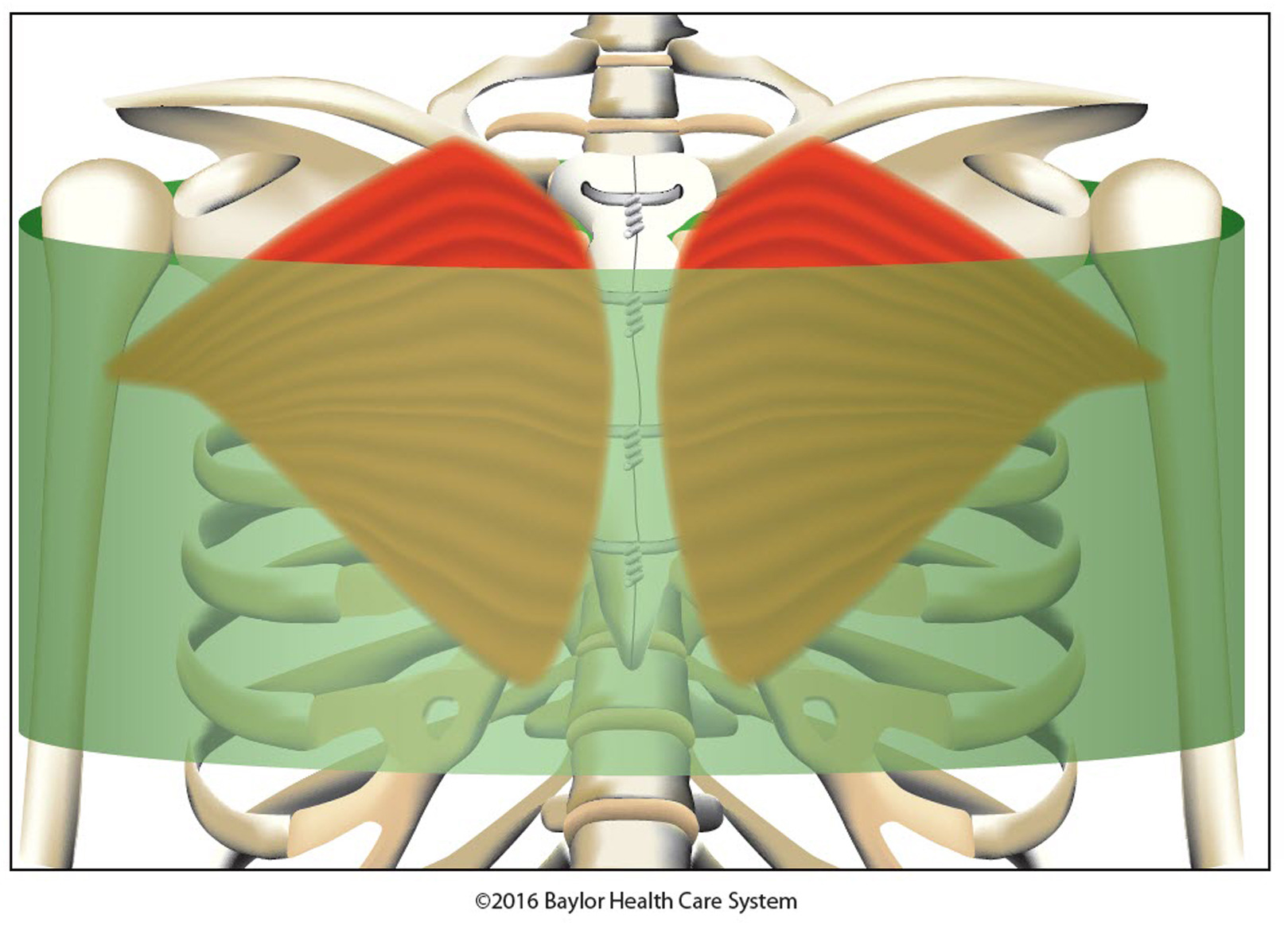 image of a sternum